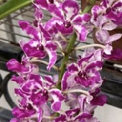 Blooming Vanda Orchid 