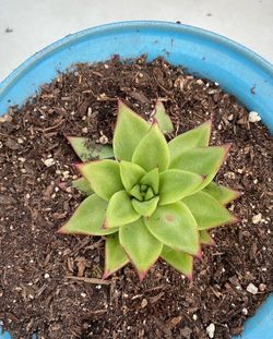 Succulent 