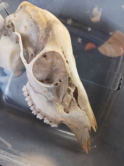 Deer Skull
