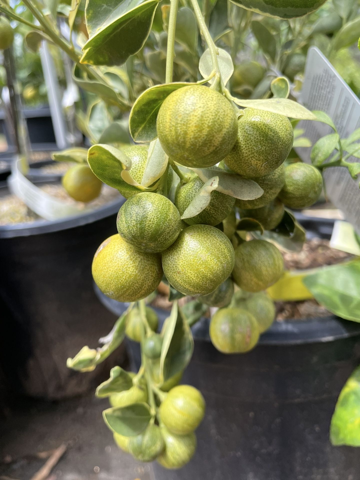 5 Gallon Size- Fruiting Age- Calamondin Trees- Kumquat Trees- Orange