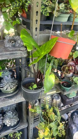 Alocasia live plant available