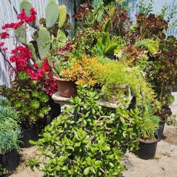 Succulents, Cactus, Beautiful Flowers And Plants