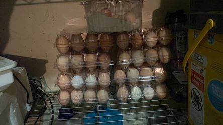 chicken eggs