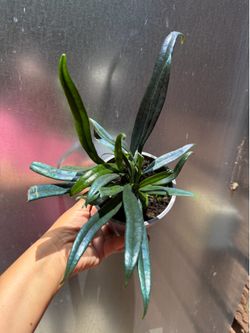 5” blue oil fern