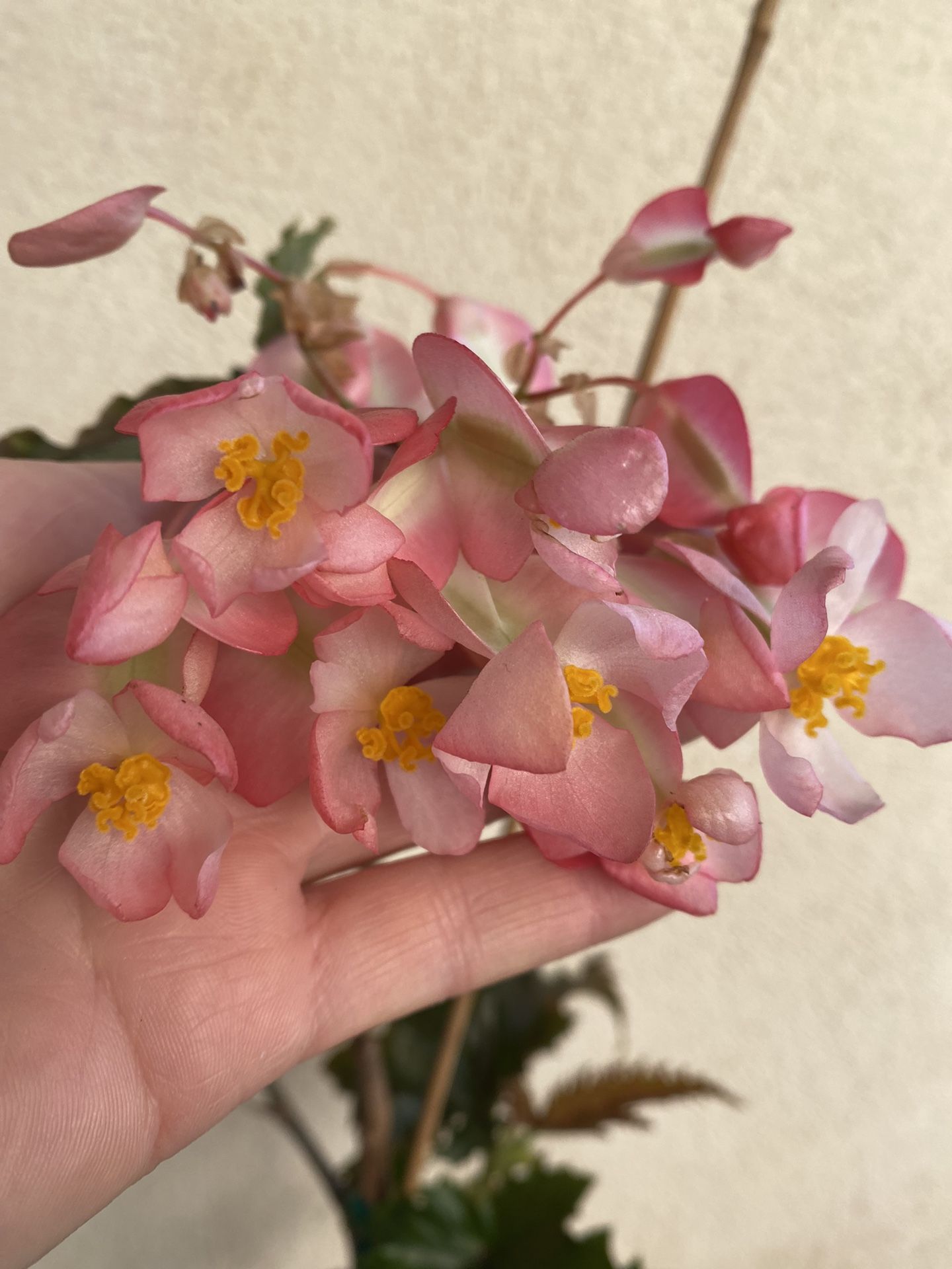 Blooming Big Pink Flowers Angel Wing Shade Plant, In 1 Gallon Pot Pick Up Only 