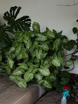 Huge arrowhead plant in large clay pot