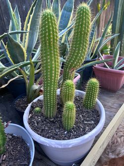 Cactus plant