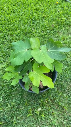 Turkish yellow fig