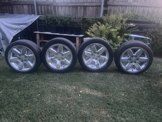 6 size Perros