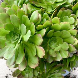 Extra Large Succulent 