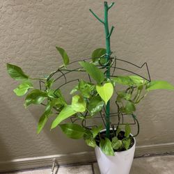 Neon Pothos Epipremnum Indoors Plant 