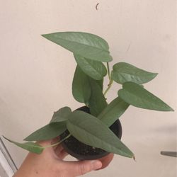 Beautiful Cebu Blue Pothos Plant 