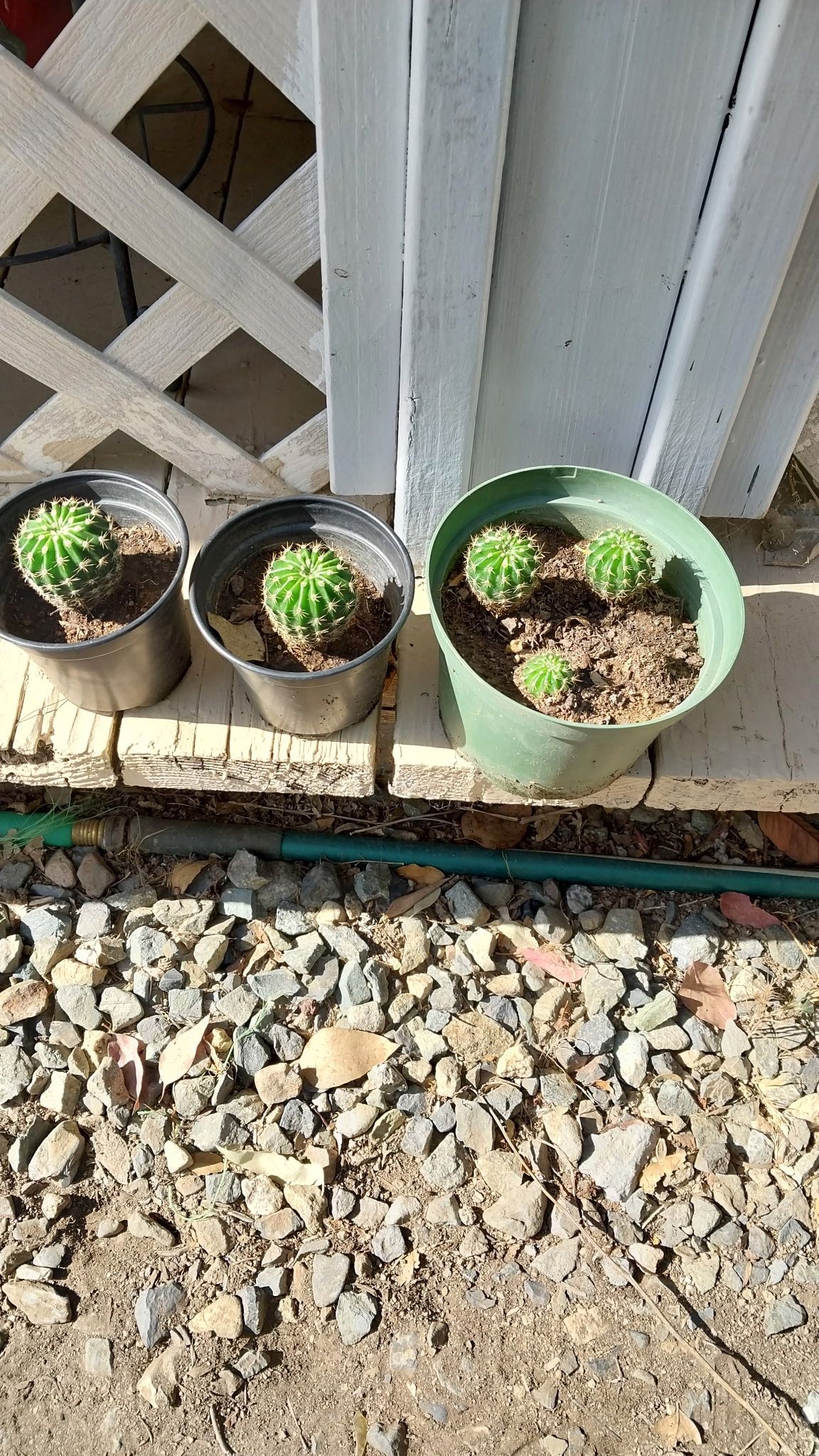 Cacti plants