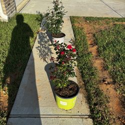 Knock Out Roses