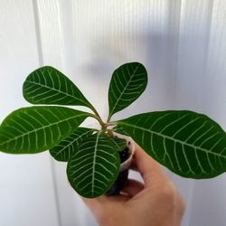 Euphorbia Leuconeura 