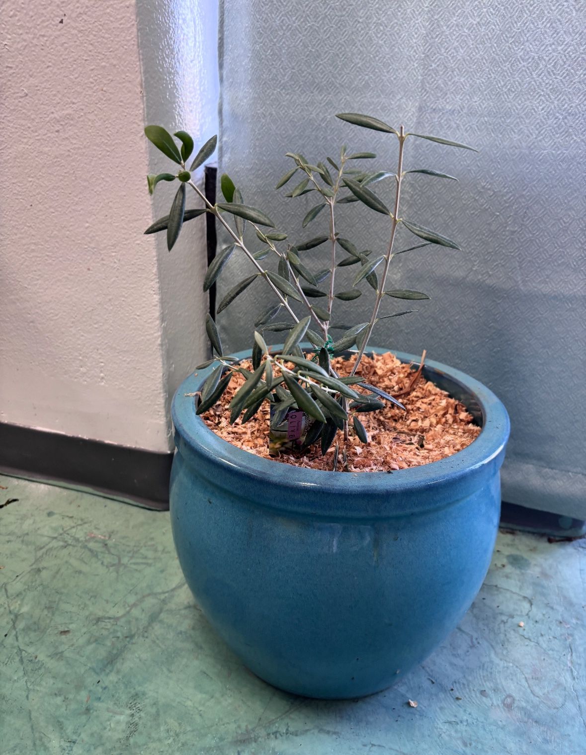 Olive Tree With Large Ceramic Glazed Pot