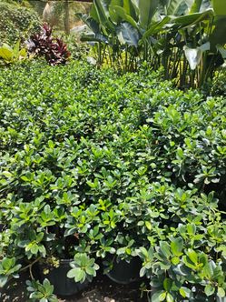 Green island on sale! From $6