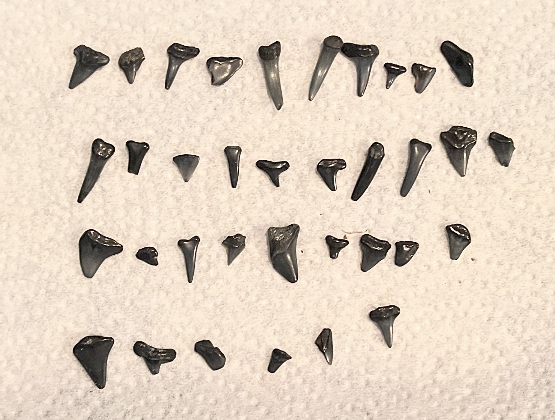 Shark Teeth 