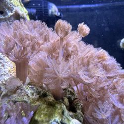 Fake Pulsing Xenia Aquarium Decoration