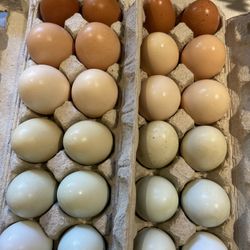 Fresh Backyard Eggs