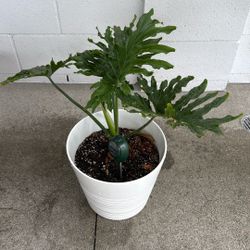 Split Lead Philodendron Plant With Pot