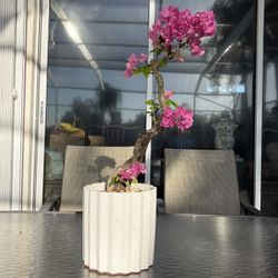 Bougainvillea Bonsai
