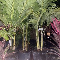 Christmas Palms Also Known Adonidia Merrillii