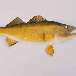 33" Walleye chasing 5" Perch,  Hammered steel fish art 