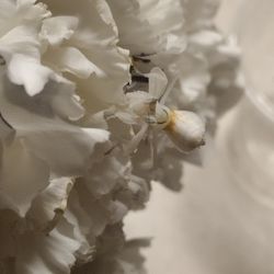 Pre-sale For l.i.v.e O r c h i.  D M.   A.  N.  T.  I. S. Live Feeders Get You're Bug Friend Now! 