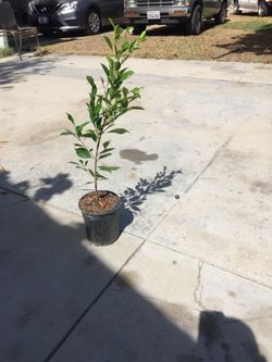 Indian laurels ficus