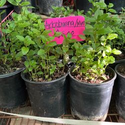 Mint/Arbobuena Plant $6 Each