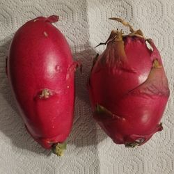 Dragonfruit Cutting Or Plants Available