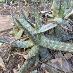 Aloe Vera Plants