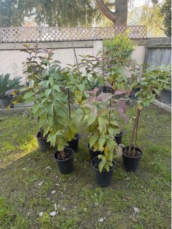 Guava fruit trees