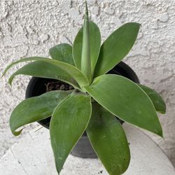 6 Inch Pot of Succulent Plant Foxtail Agave Attenuata - Swan Neck - Elephant's Trunk - Rooted & Established Plant - Drought Resistant - 🪴 