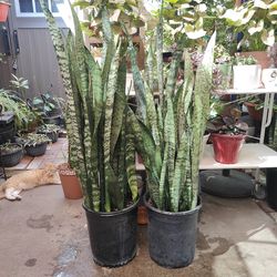 Snake Plants
