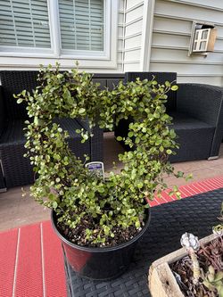 Wire vine- Beautifully trained heart shape vine .