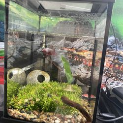 Fish Tanks 