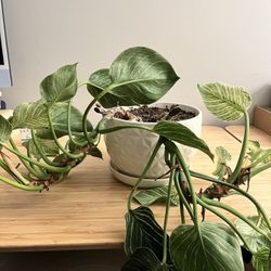 Happy Philodendron Birkin Plant