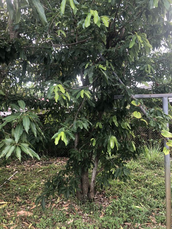 soursop for sale