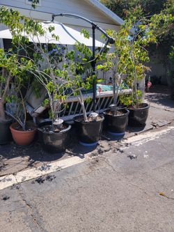 Black ceramic nursery planter pots