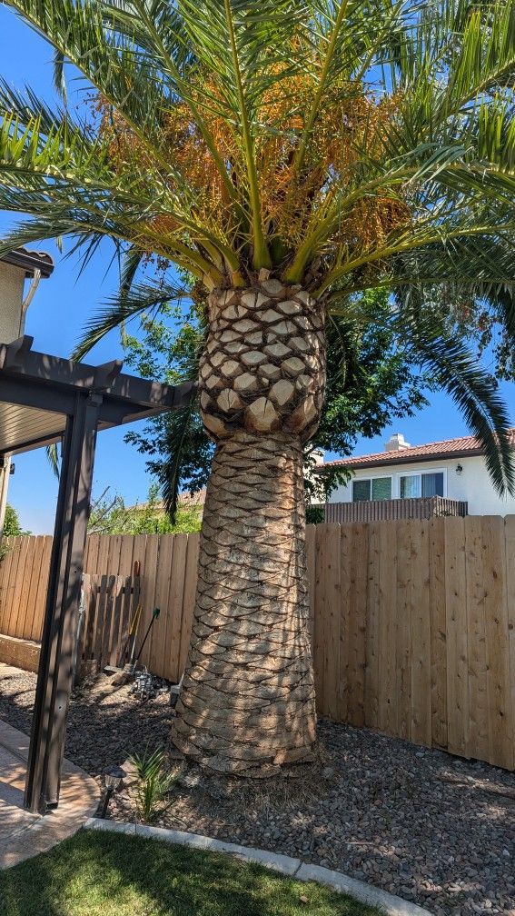 Canary Date 🌴 Palms