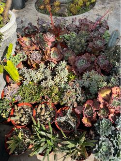 Succulent plants