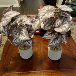 Potted Plants- Decor