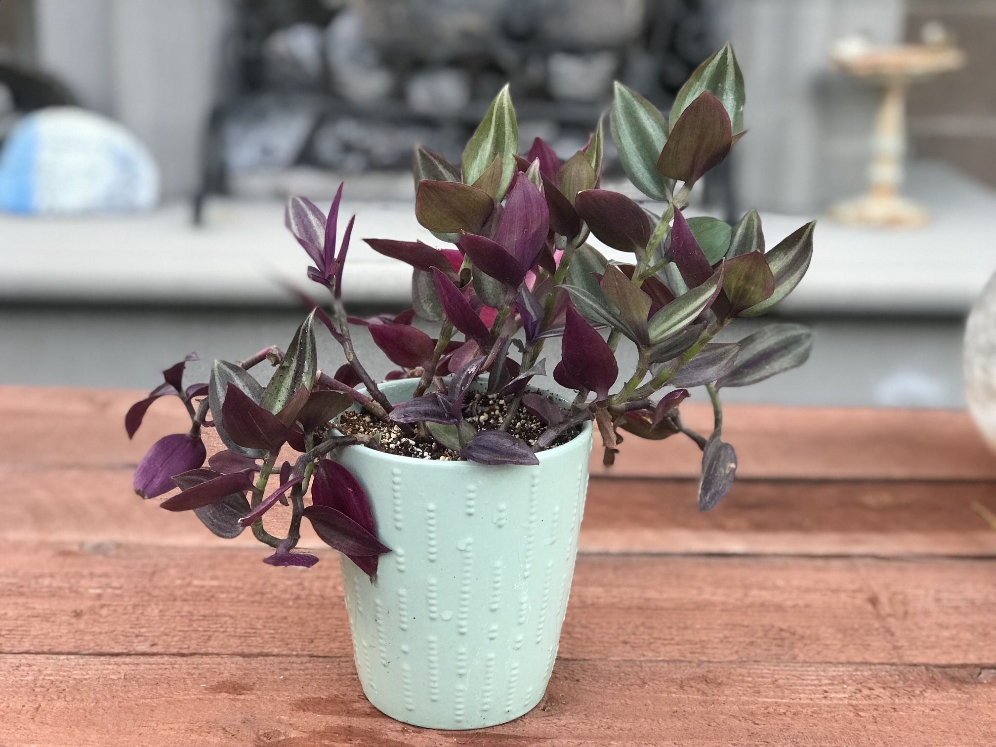 $8 Tradescantia Zebrina
