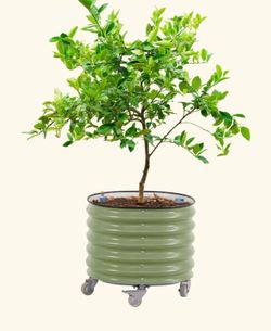 Vego garden self-watering rolling planter 2'x2' new