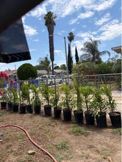 5 GALLON FICUS (iNDIAN LAUREL)