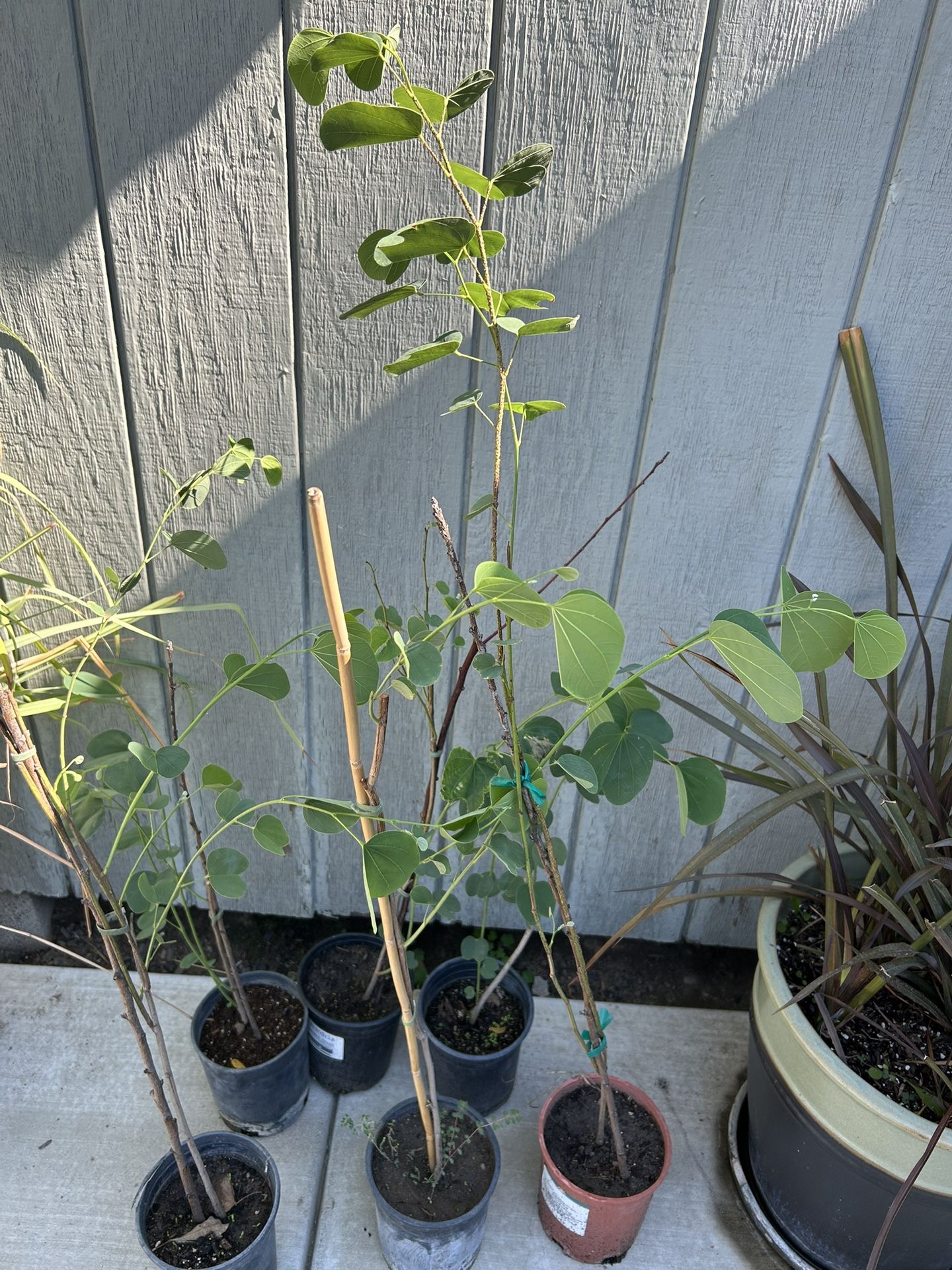 Arbolitos Pata De Vaca