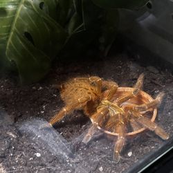 Obt Tarantula Enclosure 