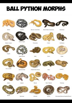 Ball Python Snake Morph Poster